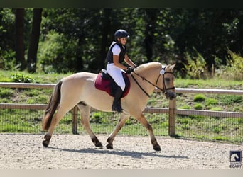 Chevaux fjord, Hongre, 4 Ans, 147 cm, Isabelle