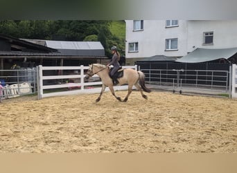 Chevaux fjord, Hongre, 4 Ans, 151 cm, Isabelle