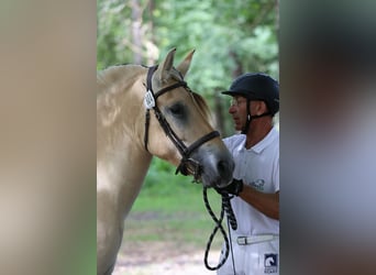 Chevaux fjord, Hongre, 4 Ans, 155 cm, Isabelle