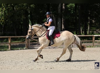Chevaux fjord, Hongre, 4 Ans, 155 cm, Isabelle