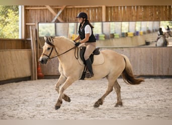 Chevaux fjord, Hongre, 4 Ans, 155 cm, Isabelle