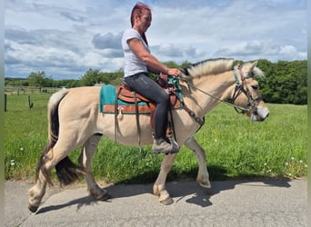 Chevaux fjord, Hongre, 5 Ans, 148 cm, Isabelle