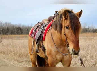 Chevaux fjord Croisé, Hongre, 5 Ans, 160 cm, Isabelle