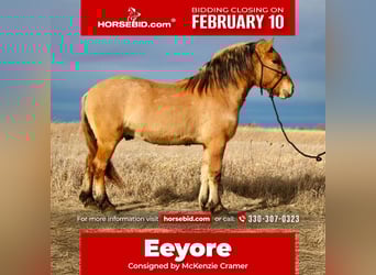 Chevaux fjord Croisé, Hongre, 5 Ans, 160 cm, Isabelle