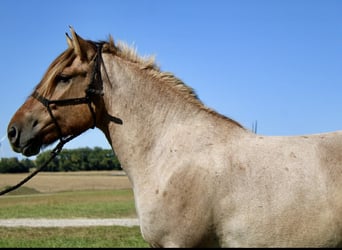 Chevaux fjord Croisé, Hongre, 5 Ans, 160 cm, Isabelle