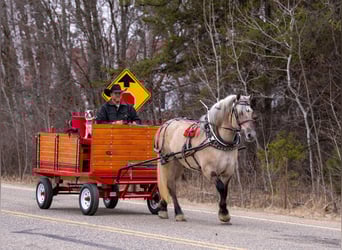 Chevaux fjord Croisé, Hongre, 5 Ans, Dunalino