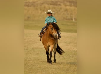 Chevaux fjord, Hongre, 6 Ans, 122 cm, Isabelle