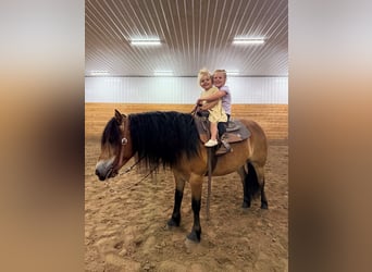 Chevaux fjord, Hongre, 6 Ans, 122 cm, Isabelle