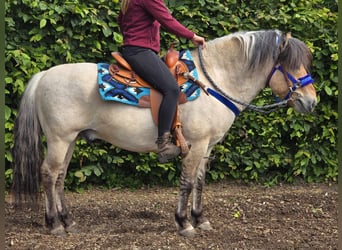 Chevaux fjord, Hongre, 6 Ans, 140 cm, Isabelle