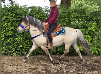 Chevaux fjord, Hongre, 6 Ans, 140 cm, Isabelle