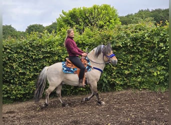 Chevaux fjord, Hongre, 6 Ans, 140 cm, Isabelle