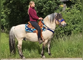 Chevaux fjord, Hongre, 6 Ans, 140 cm, Isabelle