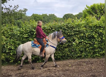 Chevaux fjord, Hongre, 6 Ans, 140 cm, Isabelle