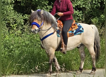 Chevaux fjord, Hongre, 6 Ans, 140 cm, Isabelle