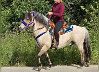 Chevaux fjord, Hongre, 6 Ans, 140 cm, Isabelle