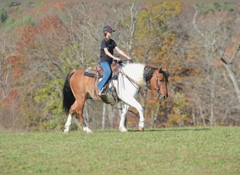 Chevaux fjord Croisé, Hongre, 6 Ans, 147 cm, Isabelle