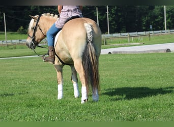 Chevaux fjord, Hongre, 6 Ans, Palomino