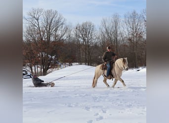 Chevaux fjord, Hongre, 8 Ans, 145 cm, Blanc