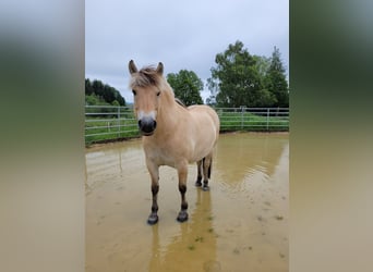 Chevaux fjord, Hongre, 8 Ans, 146 cm, Isabelle