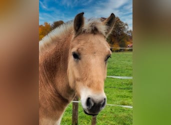 Chevaux fjord, Hongre, 9 Ans, 149 cm, Isabelle