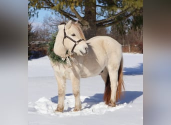 Chevaux fjord, Hongre, 9 Ans, Isabelle