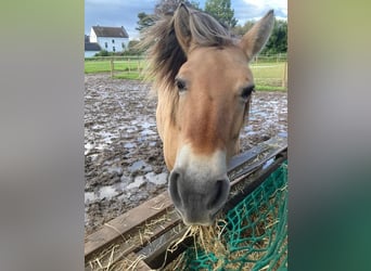 Chevaux fjord, Jument, 10 Ans, 136 cm, Isabelle