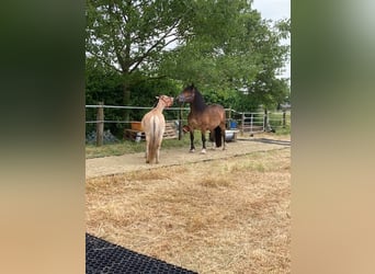 Chevaux fjord, Jument, 10 Ans, 136 cm, Isabelle