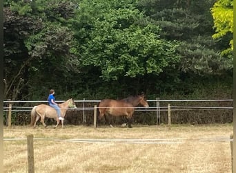 Chevaux fjord, Jument, 10 Ans, 136 cm, Isabelle