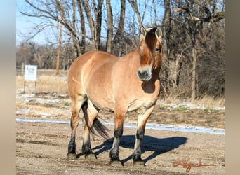 Chevaux fjord, Jument, 10 Ans, 155 cm, Alezan cuivré