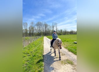 Chevaux fjord, Jument, 11 Ans, 145 cm