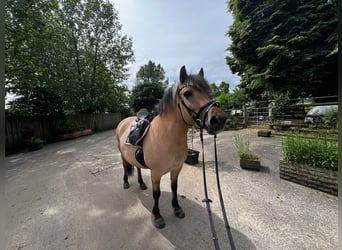 Chevaux fjord, Jument, 11 Ans, 145 cm