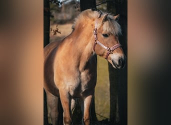 Chevaux fjord, Jument, 11 Ans, 147 cm, Isabelle