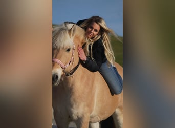 Chevaux fjord, Jument, 11 Ans, 147 cm, Isabelle