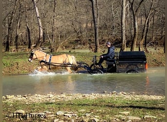 Chevaux fjord, Jument, 12 Ans, 147 cm, Buckskin