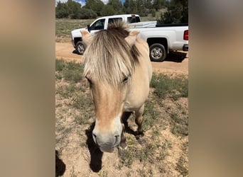 Chevaux fjord, Jument, 13 Ans, 122 cm, Buckskin