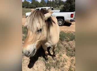 Chevaux fjord, Jument, 13 Ans, 122 cm, Buckskin