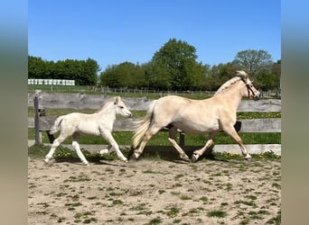 Chevaux fjord, Jument, 13 Ans, 142 cm, Isabelle
