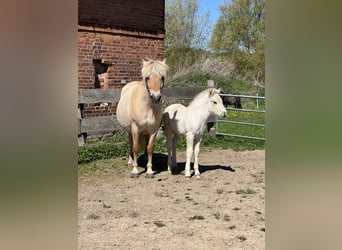 Chevaux fjord, Jument, 13 Ans, 142 cm, Isabelle