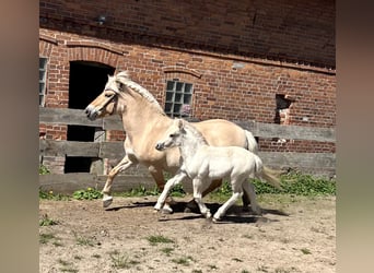 Chevaux fjord, Jument, 13 Ans, 142 cm, Isabelle