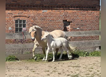 Chevaux fjord, Jument, 13 Ans, 142 cm, Isabelle