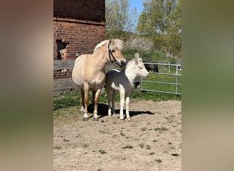Chevaux fjord, Jument, 13 Ans, 142 cm, Isabelle