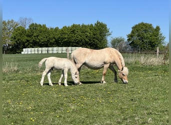 Chevaux fjord, Jument, 13 Ans, 142 cm, Isabelle