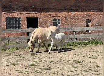 Chevaux fjord, Jument, 13 Ans, 142 cm, Isabelle