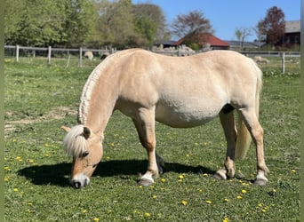 Chevaux fjord, Jument, 13 Ans, 142 cm, Isabelle