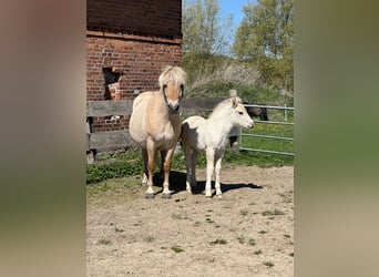 Chevaux fjord, Jument, 13 Ans, 142 cm, Isabelle
