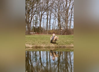 Chevaux fjord, Jument, 14 Ans, 142 cm, Buckskin