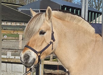 Chevaux fjord, Jument, 14 Ans, 149 cm