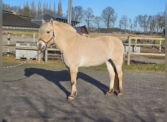 Chevaux fjord, Jument, 14 Ans, 149 cm
