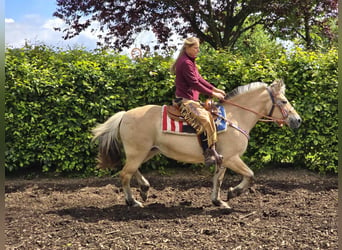 Chevaux fjord, Jument, 14 Ans, 149 cm, Isabelle