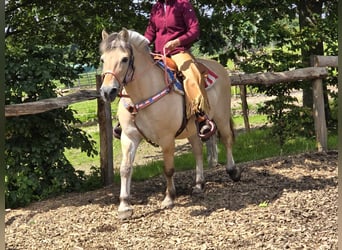 Chevaux fjord, Jument, 14 Ans, 149 cm, Isabelle